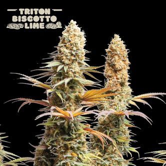 Triton Biscotto Lime (Seedstockers Superior) feminiserede cannabisfr&oslash;