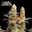 Triton Biscotto Lime (Seedstockers) Feminiserede