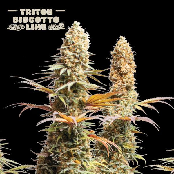Triton Biscotto Lime (Seedstockers) Feminiserede
