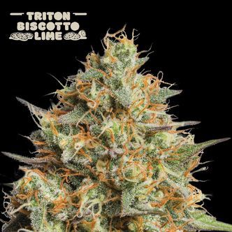 Triton Biscotto Lime Auto (Seedstockers Superior) Feminiserede