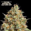 Triton Biscotto Lime Auto (Seedstockers) Feminiserede