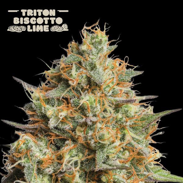 Triton Biscotto Lime Auto (Seedstockers) Feminiserede