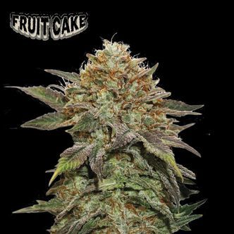 Fruit Cake (Seedstockers Superior) feminiserede cannabisfr&oslash;