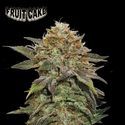 Fruit Cake (Seedstockers) Feminiserede