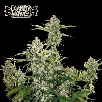 Candy Dawg Auto (Seedstockers) Feminiserede