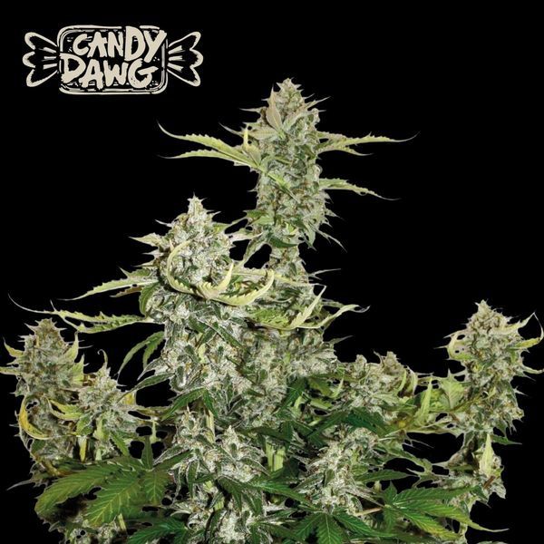 Candy Dawg Auto (Seedstockers) Feminiserede