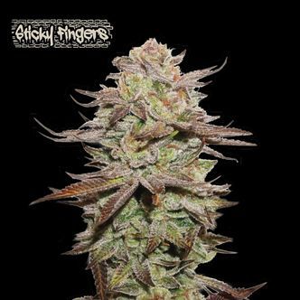 Sticky Fingers Auto (Seedstockers Superior) feminiserede cannabisfr&oslash;