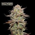 Sticky Fingers Auto (Seedstockers) Feminiserede