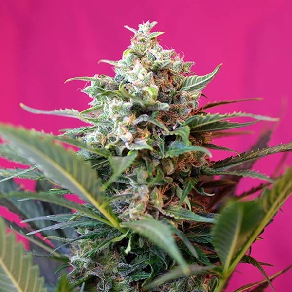 Big Devil XL Auto (Sweet Seeds) Feminiserede
