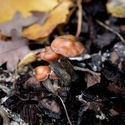 Psilocybe azurescens væskekulturssprøjte (Acid Shroomz)