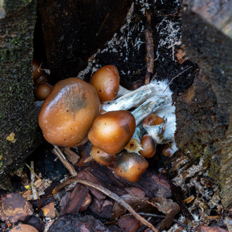 Psilocybe azurescens væskekulturssprøjte (Acid Shroomz)