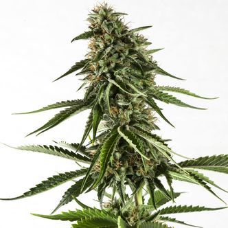 Rainbow Sherbet 11 (Kannabia) feminiserede cannabisfr&oslash;