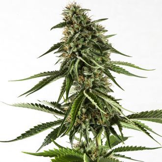 Rainbow Sherbet #11 (Kannabia) Feminiserede