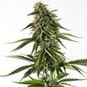 Rainbow Sherbet #11 (Kannabia) Feminiserede