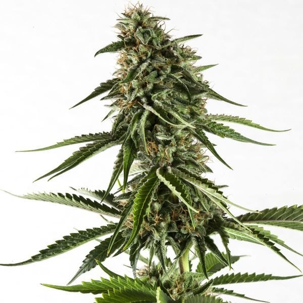 Rainbow Sherbet #11 (Kannabia) Feminiserede