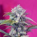 Cream Mandarine Auto (Sweet Seeds) Feminiserede
