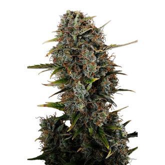 Amnesi-K Haze (Kannabia) Feminiserede