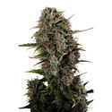 Amnesi-K Haze (Kannabia) Feminiserede