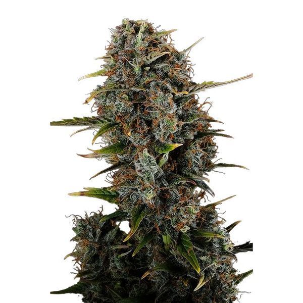 Amnesi-K Haze (Kannabia) Feminiserede