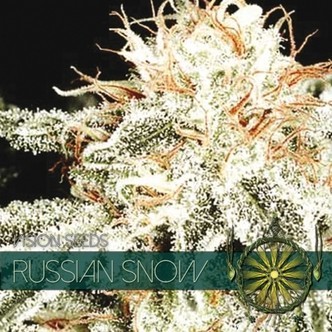 Russian Snow (Vision Seeds) feminiserede cannabisfr&oslash;