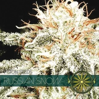 Russian Snow (Vision Seeds) Feminiserede