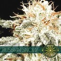 Russian Snow (Vision Seeds) Feminiserede