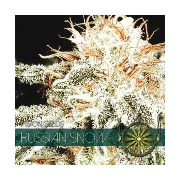 Russian Snow (Vision Seeds) Feminiserede