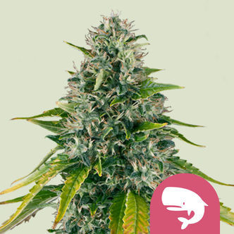 Royal Moby (Royal Queen Seeds) feminiserede cannabisfr&oslash;