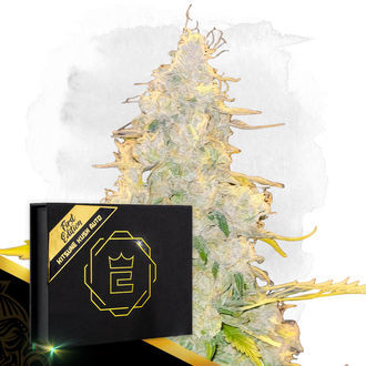 Kitsune Kush Auto (Zamnesia Seeds) Feminiserede