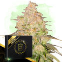 Hyper Vyper (Zamnesia Seeds) Feminiserede