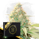 Howling Haze Auto (Zamnesia Seeds) Feminiserede