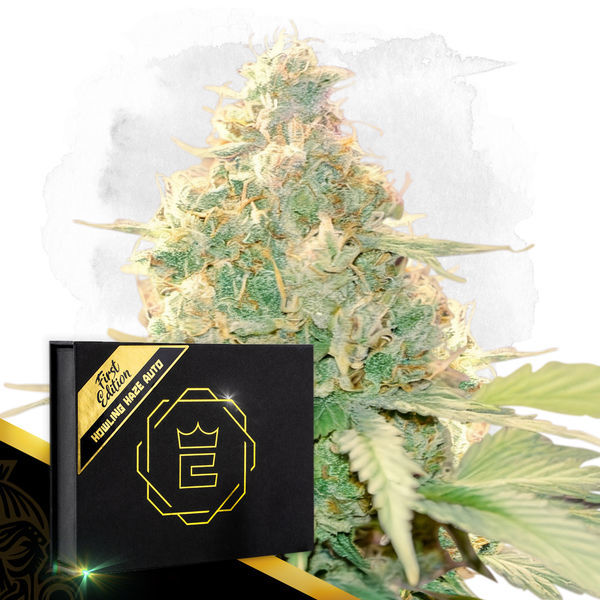 Howling Haze Auto (Zamnesia Seeds) Feminiserede