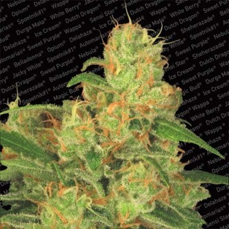 Auto Acid (Paradise Seeds) feminiserede cannabisfr&oslash;