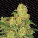 Auto Acid (Paradise Seeds) Feminiserede