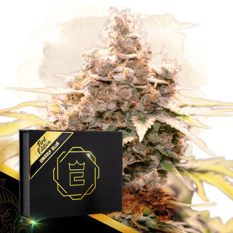 Grizzly Glue (Zamnesia Seeds) feminiserede cannabisfr&oslash;