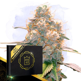 Godfeather OG F1 Automatic (Zamnesia Seeds) feminiserede
