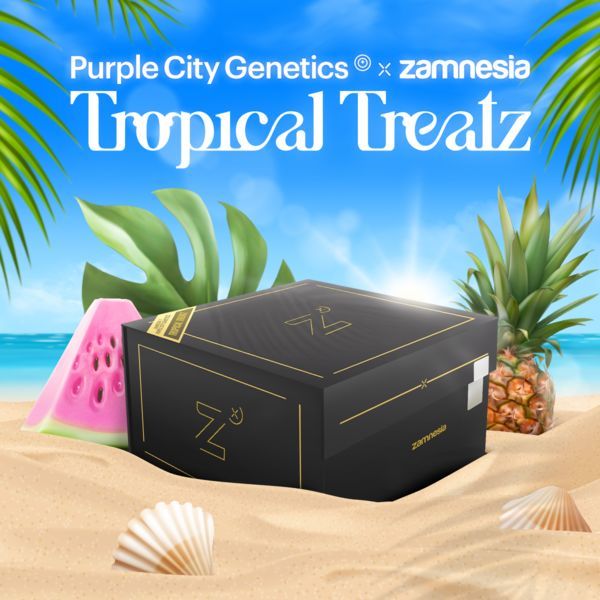 Tropical Treatz (Purple City Genetics x Zamnesia Seeds) Feminiserede