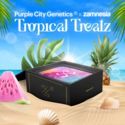 Tropical Treatz (Purple City Genetics x Zamnesia Seeds) Feminiserede