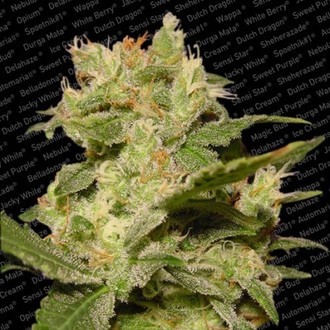 Auto Jack (Paradise Seeds) Feminiserede