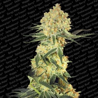 Auto Wappa (Paradise Seeds) feminiserede