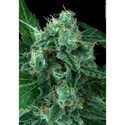 Auto Wappa (Paradise Seeds) Feminiserede