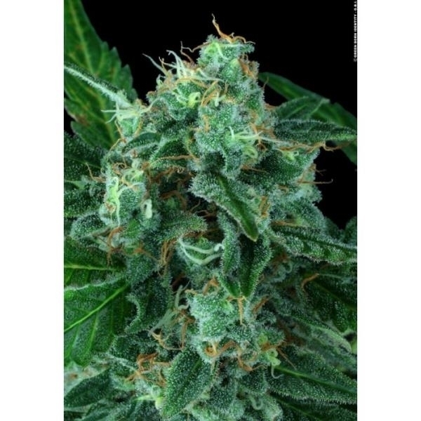 Auto Wappa (Paradise Seeds) Feminiserede