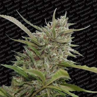 Auto Whiteberry (Paradise Seeds) Feminiserede