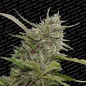 Auto Whiteberry (Paradise Seeds) Feminiserede