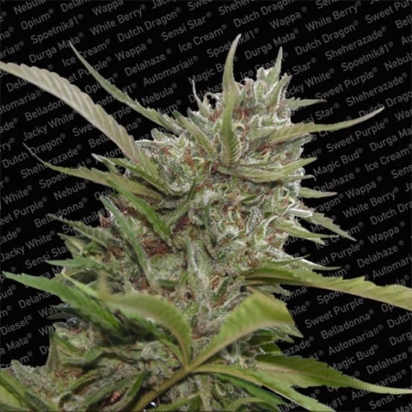 Auto Whiteberry (Paradise Seeds) Feminiserede