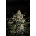 Auto Whiteberry (Paradise Seeds) Feminiserede
