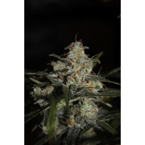 Auto Whiteberry (Paradise Seeds) Feminiserede
