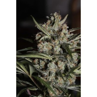 Auto Whiteberry (Paradise Seeds) Feminiserede