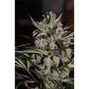 Auto Whiteberry (Paradise Seeds) Feminiserede