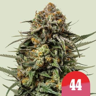 Gelato 44 (Royal Queen Seeds) Feminiserede